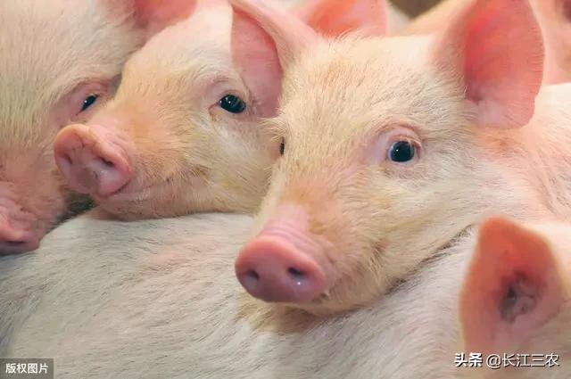 现在猪肉价格大幅下跌，这会挫伤农民的积极性吗？