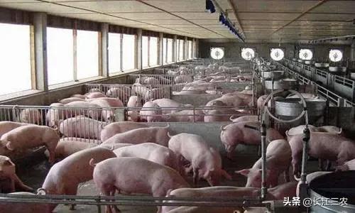 现在猪肉价格大幅下跌,这会挫伤农民的积极性吗?