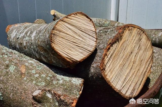 院子不打水泥,怎么装修?