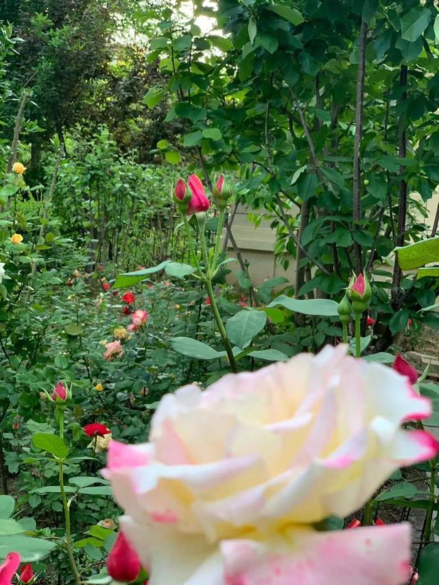 花园院子怎么安排？