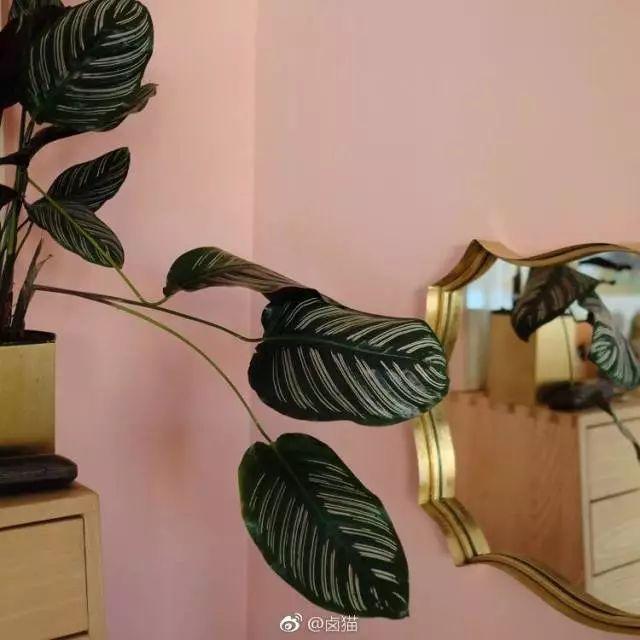 新房装修，选择什么颜色好？