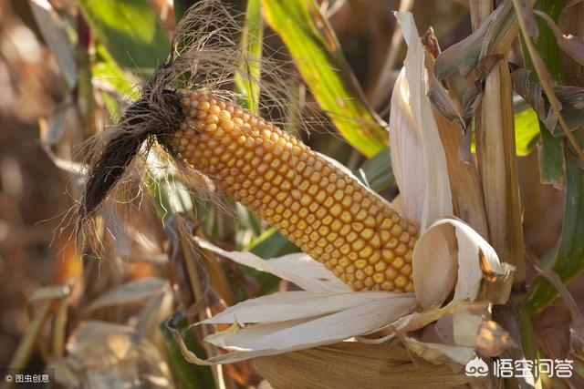 为什么如今有人会到农村收玉米芯？玉米芯有什么用？