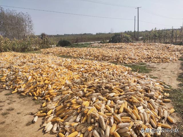 废料再操纵，玉米芯有哪些操纵价值？