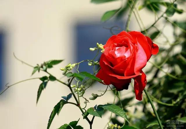 石家庄有哪些城市文化手刺？