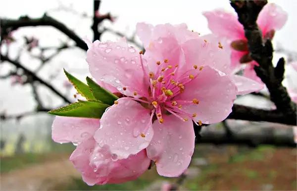 石家庄有哪些城市文化手刺？