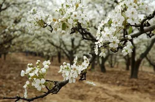 石家庄有哪些城市文化手刺？
