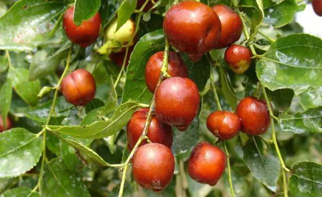 石家庄有哪些城市文化手刺？