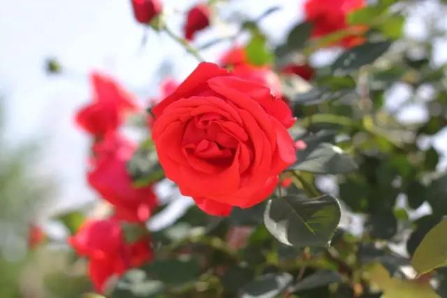 石家庄有哪些城市文化手刺？