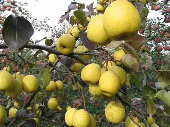 石家庄有哪些城市文化手刺？