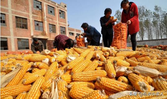 将来十天玉米行情若何，吉林市的？