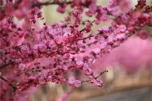 石家庄有哪些城市文化手刺？