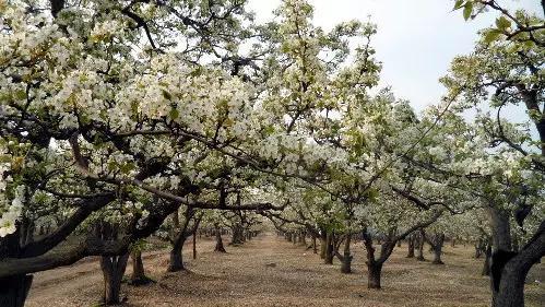 石家庄有哪些城市文化手刺？