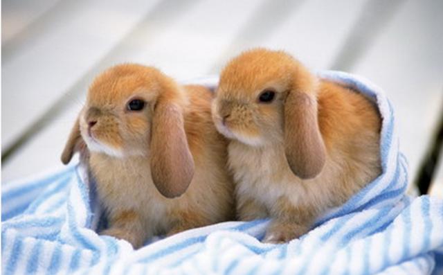 养殖兔子有前景吗？