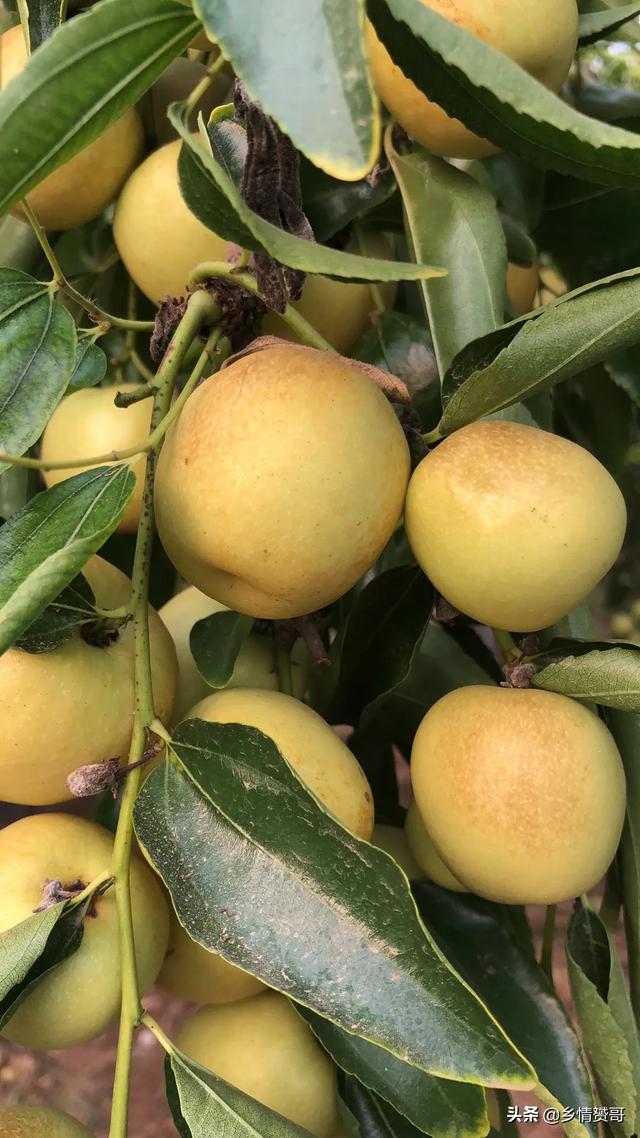 2020年农产物市场怎么样？