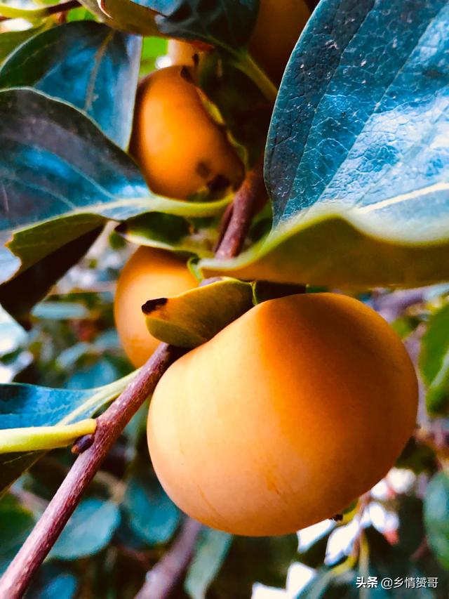 2020年农产物市场怎么样？