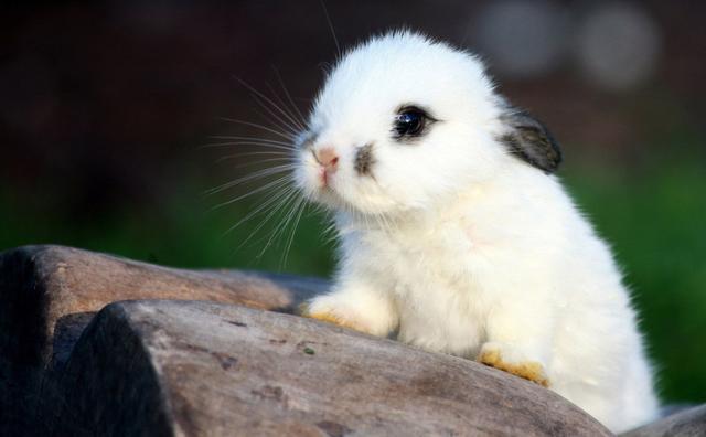 养殖兔子有前景吗？