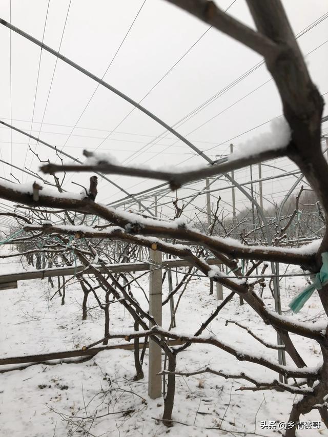 2020年农产物市场怎么样？