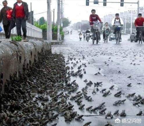 汶川地震发作前有预兆吗？