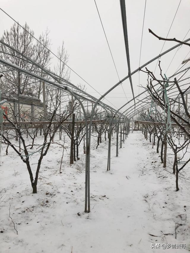 2020年农产物市场怎么样？