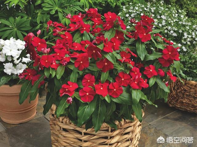 盆栽的长春花，夏日能够大太阳暴晒吗？