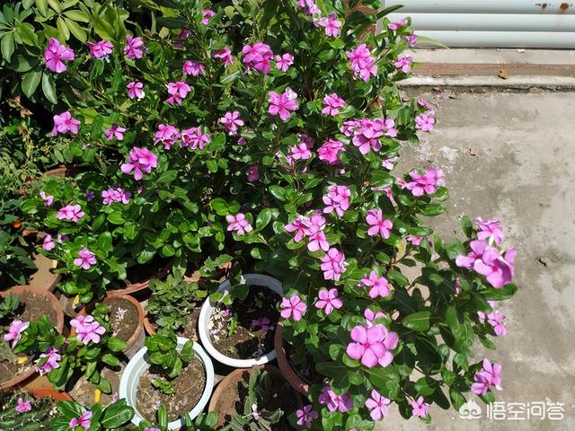 盆栽的长春花，夏日能够大太阳暴晒吗？