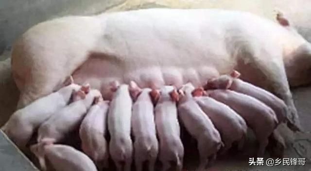 母猪难产怎么急救？