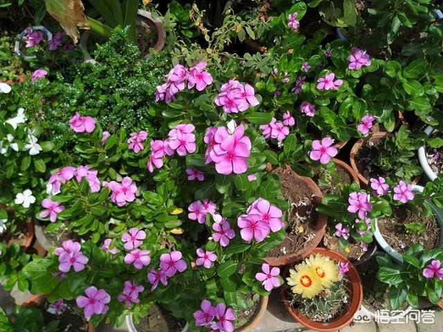 盆栽的长春花，夏日能够大太阳暴晒吗？