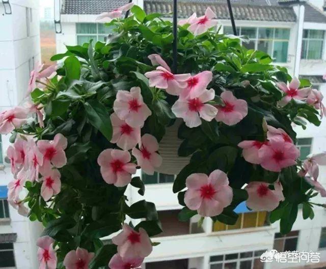 盆栽的长春花，夏日能够大太阳暴晒吗？