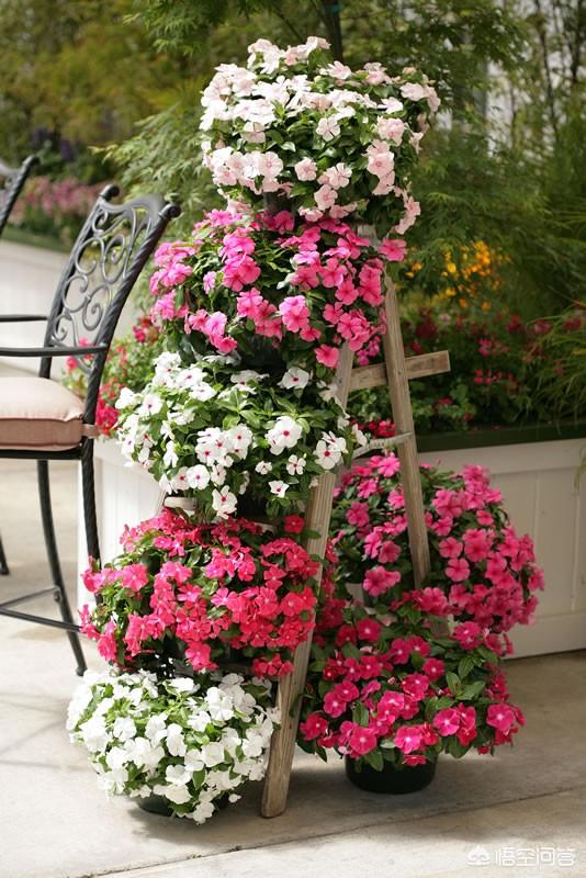 盆栽的长春花，夏日能够大太阳暴晒吗？