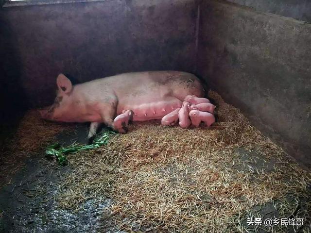 母猪难产怎么急救？