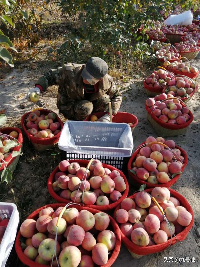 有生果怎么跟电商或平台合做销售?有哪些渠道或办法？