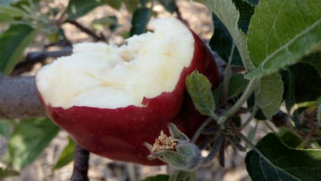 若何将自家种的苹果在网上卖？