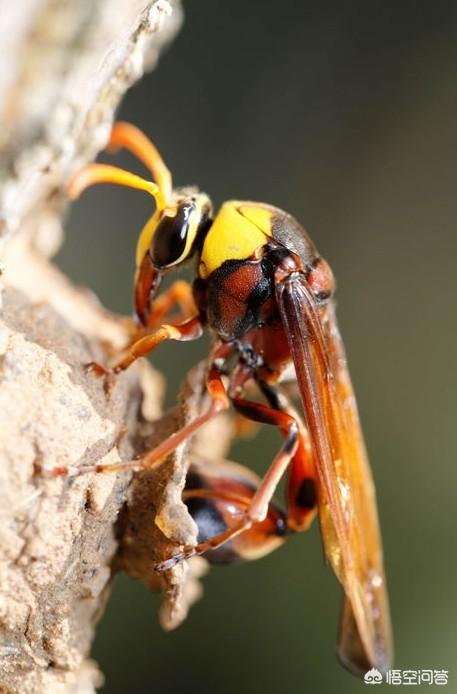 农村泥墙上的泥蜂窝有哪些成效和感化？