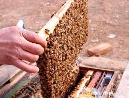 怎么处置蜂箱的高温？