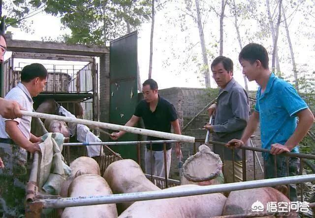 150斤以上的生猪，每斤只给3块钱摆布价格就能拉走，广东比来猪价那么廉价吗？