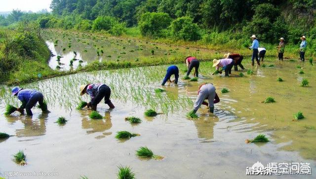什么样的土量合适种水稻？哪种土量的更高产？