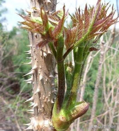 刺老芽根皮怎么做好吃？