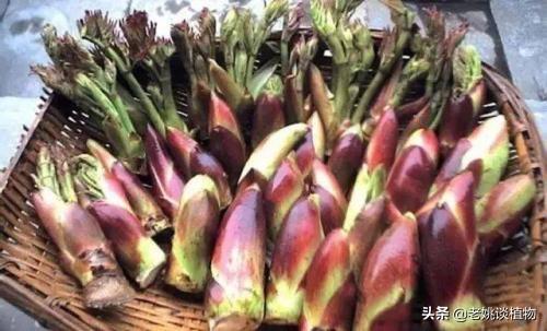 刺老芽根皮怎么做好吃？