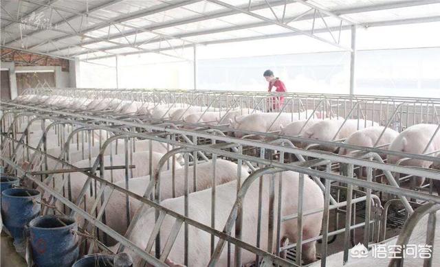 150斤以上的生猪，每斤只给3块钱摆布价格就能拉走，广东比来猪价那么廉价吗？