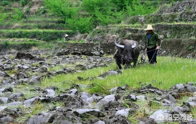 什么样的土量合适种水稻？哪种土量的更高产？