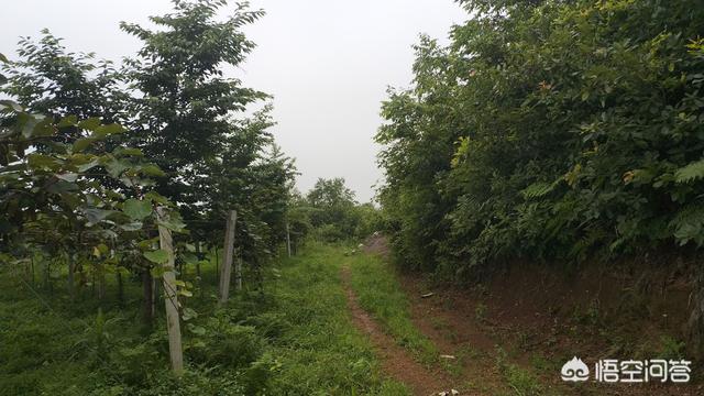 家里种植了4亩徐香猕猴桃，若何在网上快速推广销售？