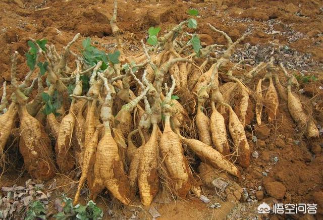 有哪些重庆的农产物交易网站？