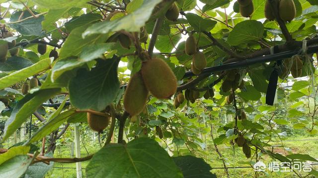 家里种植了4亩徐香猕猴桃，若何在网上快速推广销售？