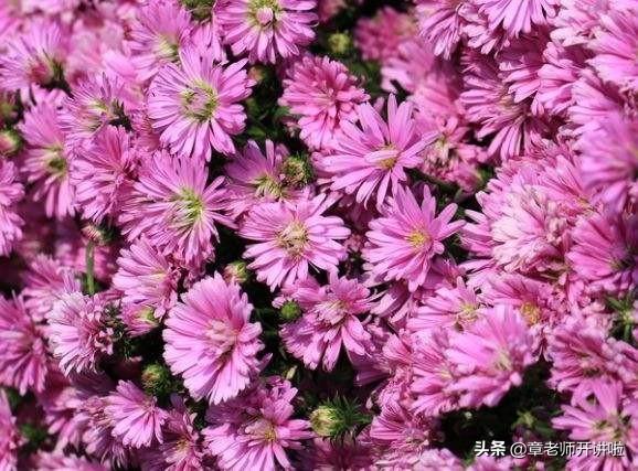 你们自媒体都发布哪几个平台？该怎么做？