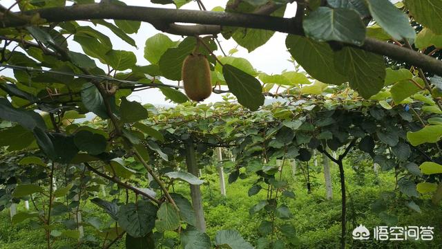 家里种植了4亩徐香猕猴桃，若何在网上快速推广销售？