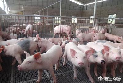 养猪怎么驱虫？