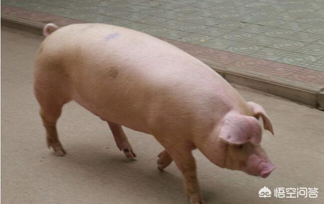 养猪怎么驱虫？