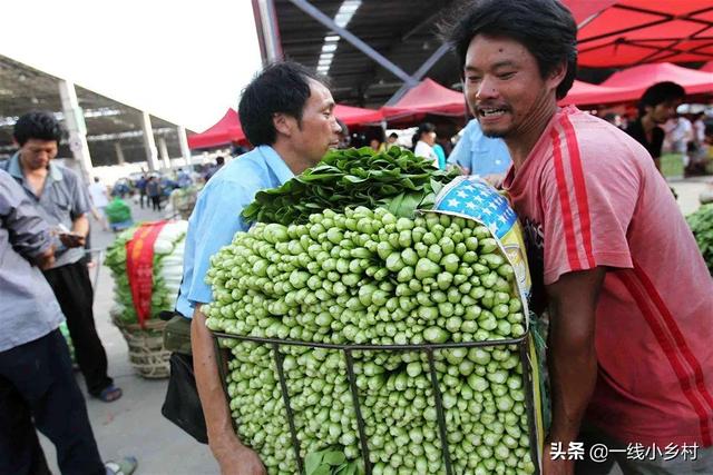 赋闲,想做蔬菜批发,就是在菜农那里收菜,再到市场批发,怎么起步?