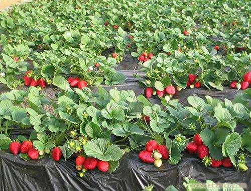 草莓怎么种植？