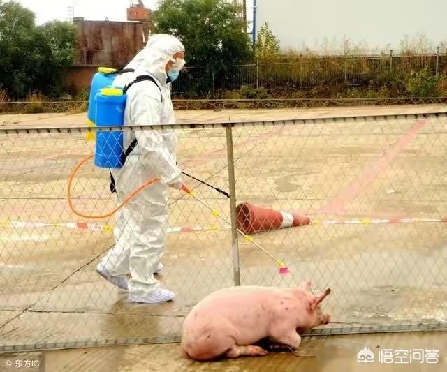 猪肉如今有的处所每公斤涨到30了，你们那里几钱一公斤？